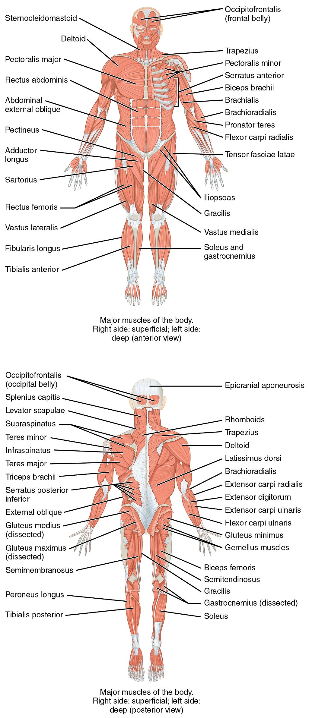 Feature Request: Visual Summary guide on Muscle Body Graphic of