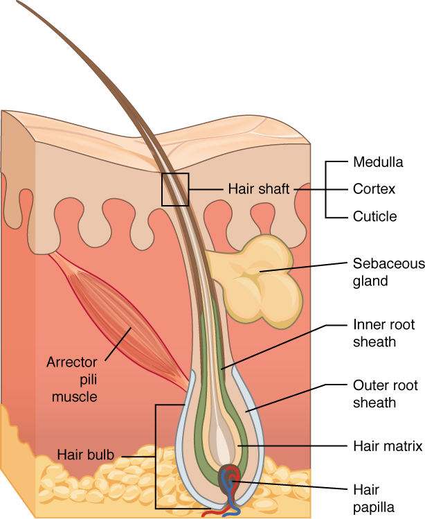 A cross section of the skin containing a hair follicle. The follicle is teardrop shaped. Its enlarged base, labeled the hair bulb, is embedded in the hypodermis. The outermost layer of the follicle is the epidermis, which invaginates from the skin surface to envelope the follicle. Within the epidermis is the outer root sheath, which is only present on the hair bulb. It does not extend up the shaft of the hair. Within the outer root sheath is the inner root sheath. The inner root sheath extends about half of the way up the hair shaft, ending midway through the dermis. The hair matrix is the innermost layer. The hair matrix surrounds the bottom of the hair shaft where it is embedded within the hair bulb. The hair shaft, in itself, contains three layers: the outermost cuticle, a middle layer called the cortex, and an innermost layer called the medulla.