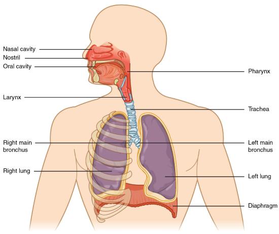 This figure shows the upper half of the human body. The major organs in the respiratory system are labeled.