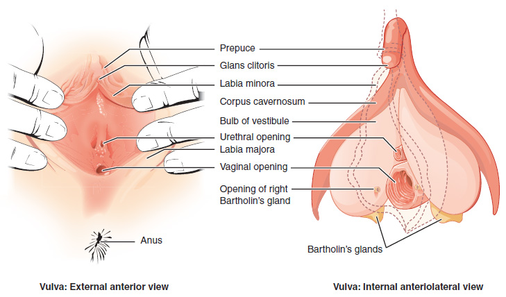 This figure shows the parts of the vulva. The right panel shows the external anterior view and the left panel shows the internal anteriolateral view. The major parts are labeled (from top): prepuce, glans clitoris, labia minora, corpus cavernosum, bulb of vestibule, urethral opening, labia majora, vaginal opening, opening of right Bartholin's gland, Bartholin's glands, anus