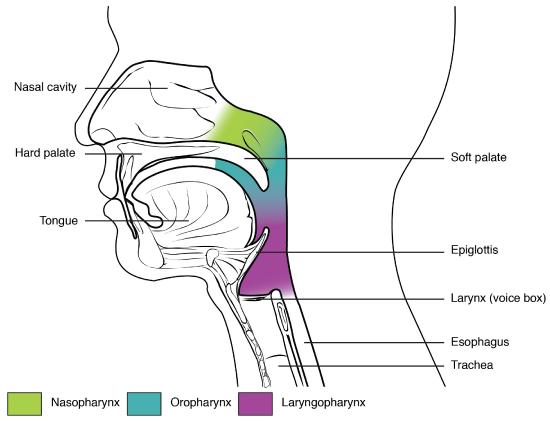 This figure shows the side view of the face. The different parts of the pharynx are color-coded and labeled (from the top): nasal cavity, hard palate, soft palate, tongue, epiglottis, larynx, esophagus, trachea.