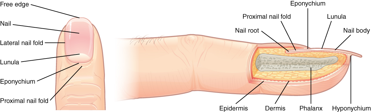 The anatomy of the fingernail region. The top image shows a dorsal view of a finger. The proximal nail fold is the part underneath where the skin of the finger connects with the edge of the nail. The eponychium is a thin, pink layer between the white proximal edge of the nail (the lunula), and the edge of the finger skin. The lunula appears as a crescent-shaped white area at the proximal edge of the pink-shaded nail. The lateral nail folds are where the sides of the nail contact the finger skin. The distal edge of the nail is white and is called the free edge. An arrow indicates that the nail grows distally out from the proximal nail fold. The lower image shows a lateral view of the nail bed anatomy. In this view, one can see how the edge of the nail is located just proximal to the nail fold. This end of the nail, from which the nail grows, is called the nail root.