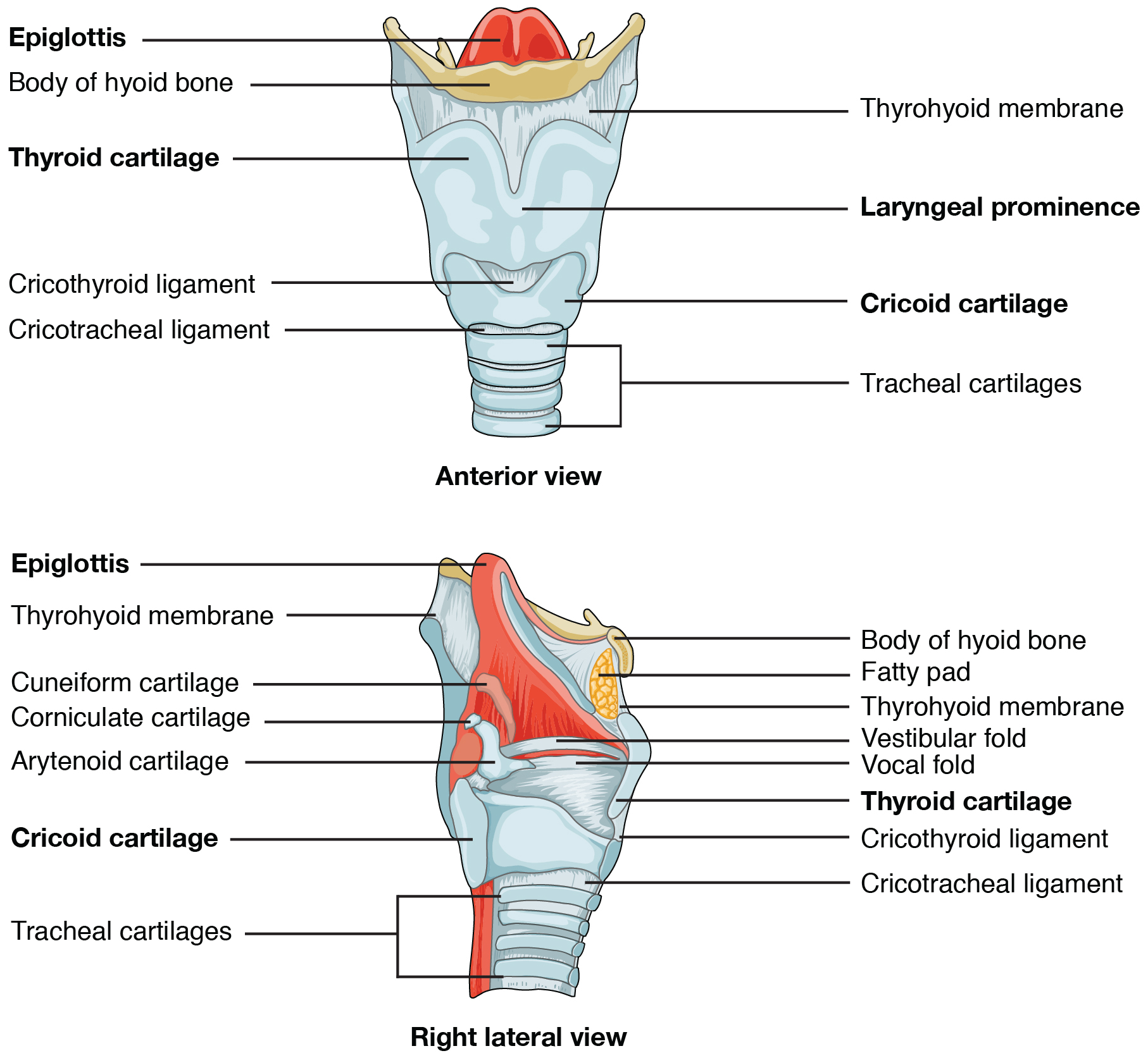 El panel superior de esta figura muestra la vista anterior de la laringe, y el panel inferior muestra la vista lateral derecha de la laringe.