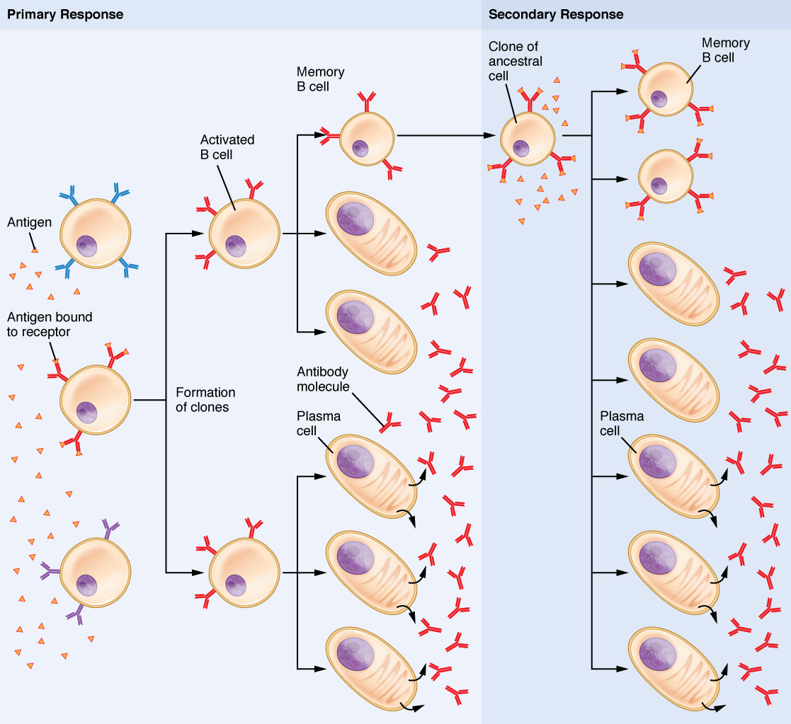 This flow chart shows how the clonal selection of B cells takes place. The left panel shows the primary response and the right panel shows the secondary response. During a primary B cell immune response, both antibody-secreting plasma cells and memory B cells are produced. These memory cells lead to the differentiation of more plasma cells and memory B cells during secondary responses.
