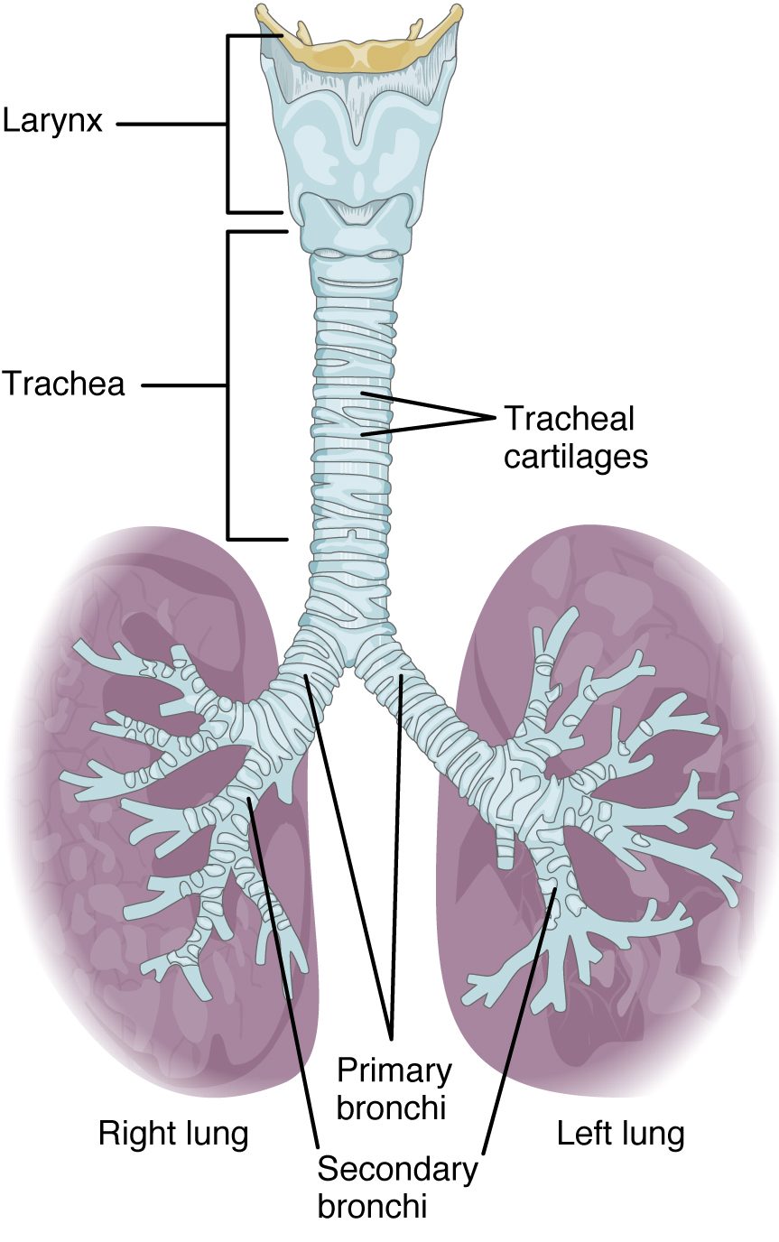 This figure shows the trachea and its organs. The major parts including the larynx, trachea, bronchi, and lungs are labeled.