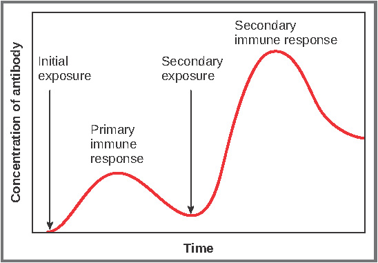 This graph shows the antibody concentration as a function of time in primary and secondary response. Initial exposure indicates a low concentration of antibody, which then elevates over time during the primary immune response. It decreases a little during secondary exposure, but then spikes during the secondary immune response.