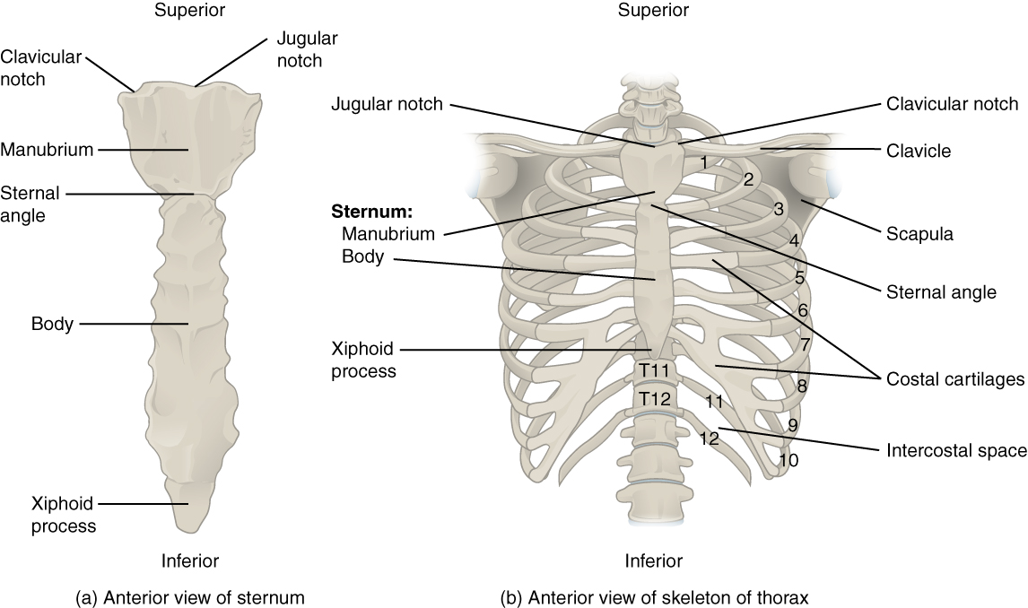 This figure shows the skeletal structure of the rib cage. The left panel shows the anterior view of the sternum. Labels read (from top): clavicular notch, jugular notch, manubrium, sternal angle, body, xiphoid process. The right panel shows the anterior panel of the sternum including the entire rib cage. Labels read (from top): jugular notch, clavicular notch, clavicle, sternum (manubrium, body, xyphoid process), scapula, sternal angle, costal cartilages, intercostal space. Ribs are numbered 1-12 from the top.