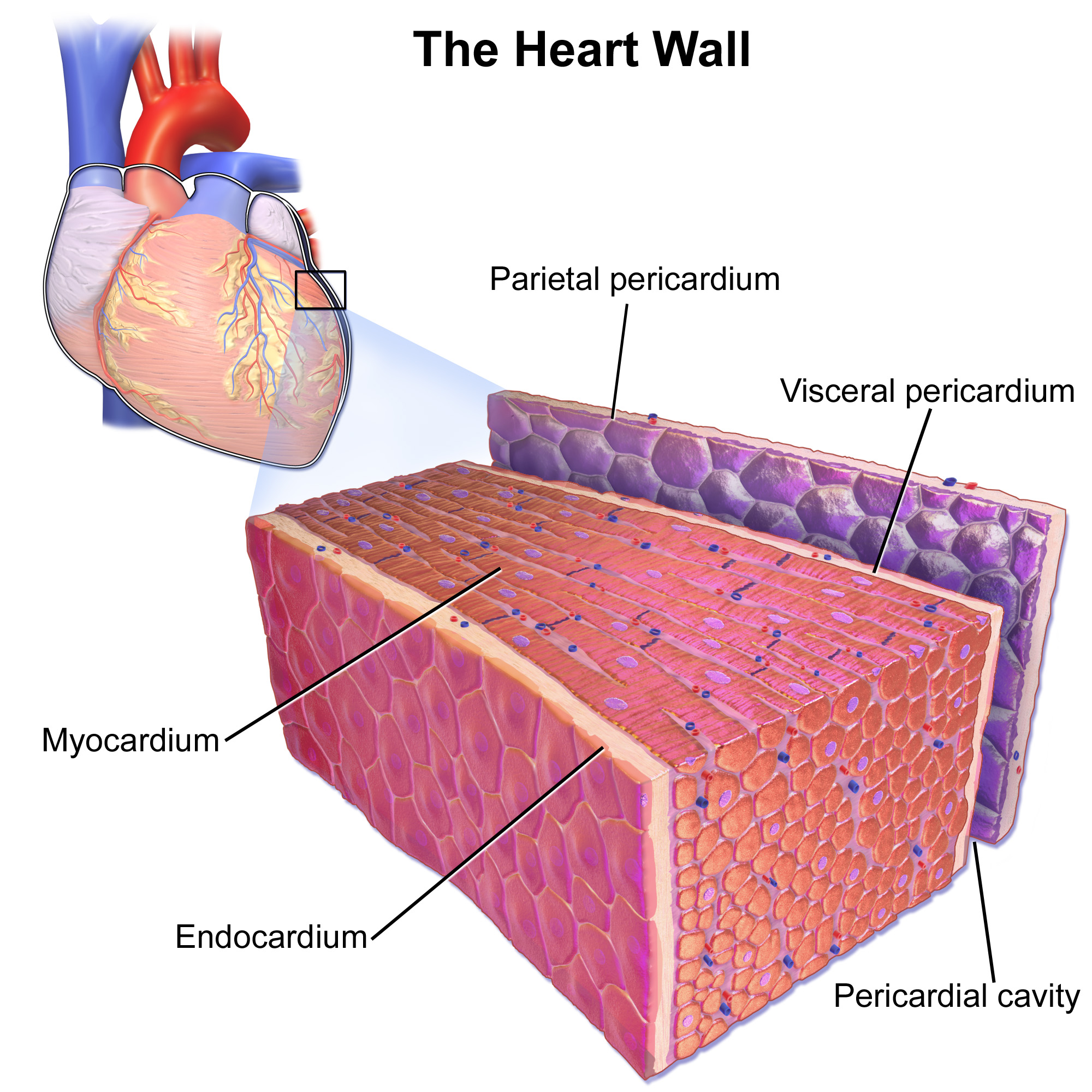 Layers of the Heart Wall. The pericardial membrane that surrounds the heart consists of three layers and the pericardial cavity. The heart wall also consists of three layers. The pericardial membrane and the heart wall share the epicardium.