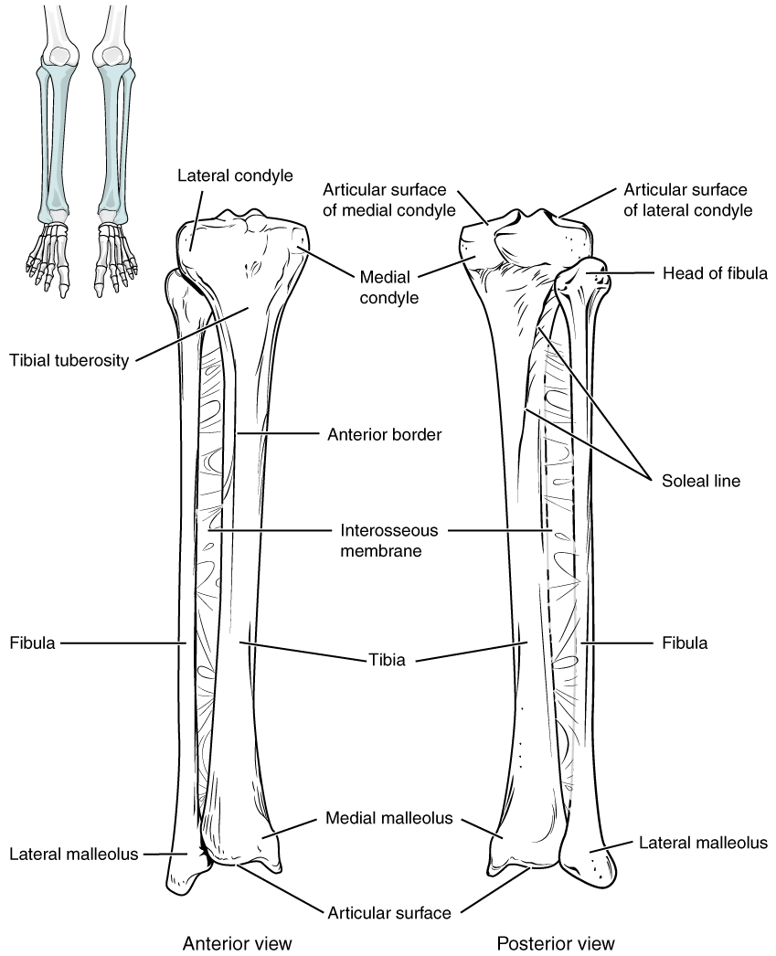 This image shows the structure of the tibia and the fibula. The left panel shows the anterior view. Labels read (from top): lateral condyle, medial condyle, tibial tuberosity, anterior border, interosseous membrane, fibula, tibia, medial malleolus, lateral malleolus, articular surface.The right panel shows the posterior view. Labels read (from top): articular surface of medial and lateral condyles, medial condyle, head of fibula, soleal line, interosseous membrane, tibla, fibula, medial malleolus, lateral malleolus, articular surface.