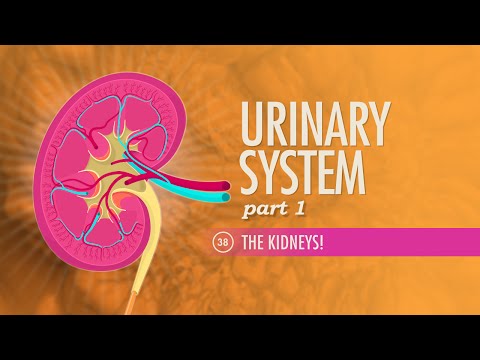 Thumbnail for the embedded element "Urinary System, Part 1: Crash Course Anatomy & Physiology #38"