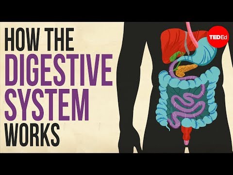 Miniatura para el elemento incrustado “Cómo funciona tu sistema digestivo - Emma Bryce”