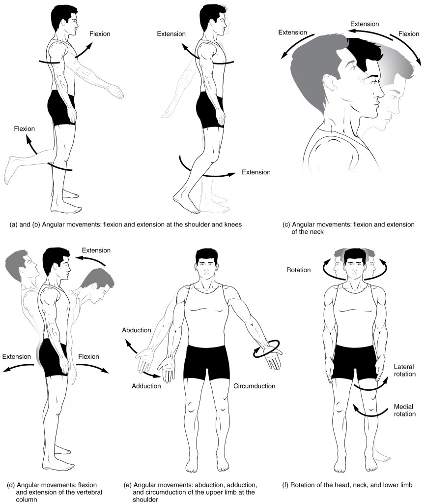 This multi-part image shows different types of movements that are possible by different joints in the body. Labels read (from top, left): a and b angular movements: flexion and extension at the shoulders and knees, c) angular movements: flexion and extension of the neck (arrows pointing left and right to indicate movement). Labels (from bottom, left) read: d) angular movements: flexion and extension of the vertical column, e) angular movements abduction, adduction, and cicumduction of the upper limb at the shoulder, f) rotation of the head, neck, and lower limb