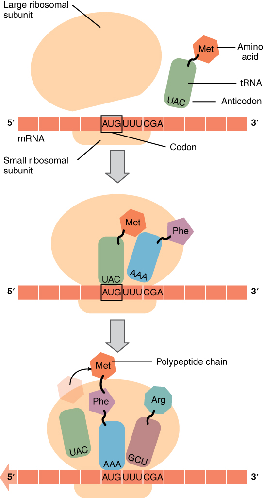 Ribosomes conducting translation of mRNA