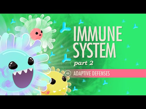 Thumbnail for the embedded element "Immune System, Part 2: Crash Course Anatomy & Physiology #46"