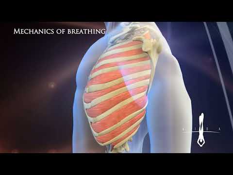 Thumbnail for the embedded element "Mechanics of breathing AIDA Freediving"