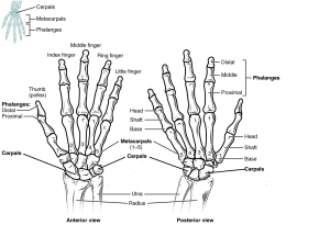 This diagram shows an anterior and posterior view of the hands with corresponding labels. Anterior view labels read (from top): middle finger, ring finger, index finger, little finger, thumb, phalanges (distal, proximal), metacarpals, carpals, ulna, radius. Posterior view lables read (frop top): Phalanges (distal, middle, proximal), head shaft and base of proximal phalange, head shaft and base of metatarsal, metatarsals 1-5, carpals, ulna, radius.