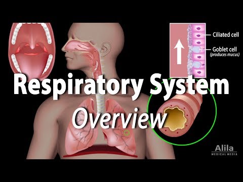 Thumbnail for the embedded element "Overview of the Respiratory System, Animation"