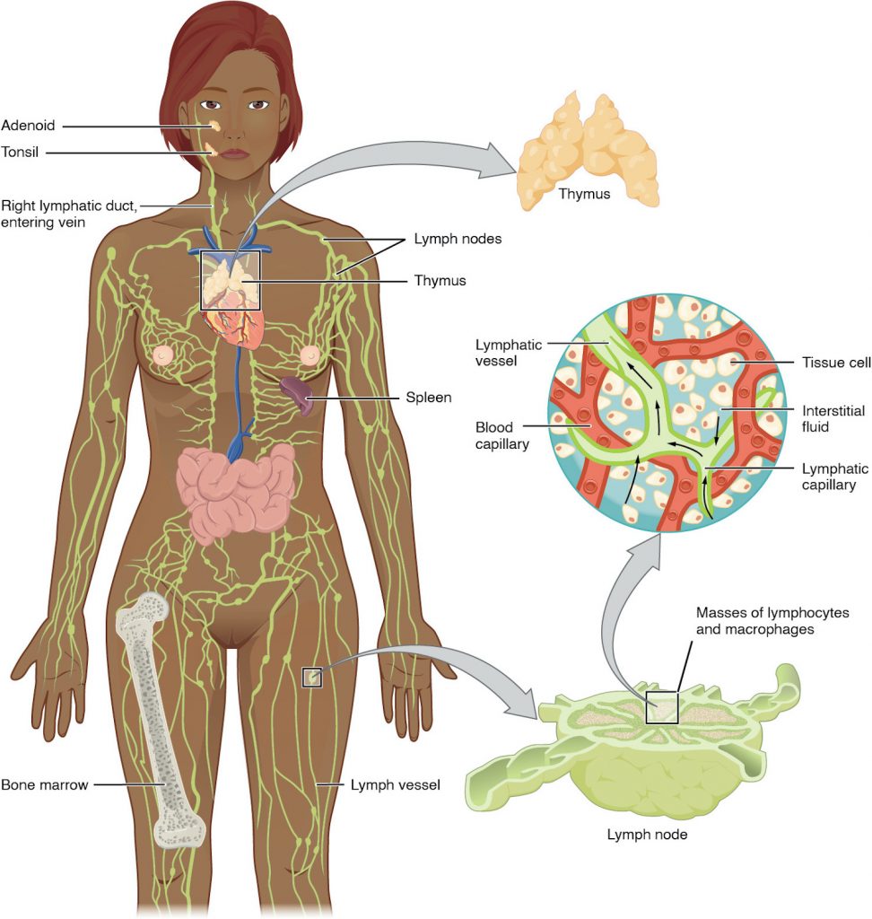 The left panel shows a female human body, and the entire lymphatic system is shown Labels read (clockwise from top): thymus, lymph nodes, thymus, spleen, lymph vessel, bone marrow, right lymphatic duct, entering vein, tonsil, adenoid. The right panel shows magnified images of the thymus and the lymph node. Labels read (clockwise from top): tissue cell, interstitial fluid, lymphatic capillary, blood capillary, lymphatic vessel. Label of lymph node reads masses of lymphocytes and macrophages.