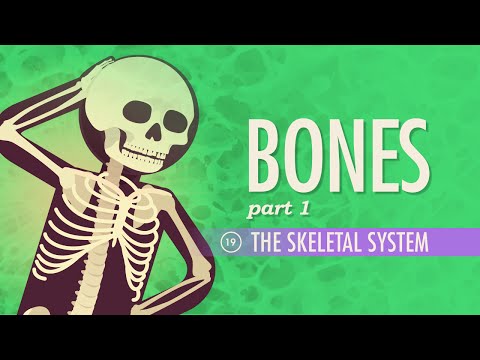 Thumbnail for the embedded element "The Skeletal System: Crash Course Anatomy & Physiology #19"