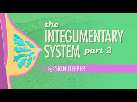 Thumbnail for the embedded element "The Integumentary System, Part 2 - Skin Deeper: Crash Course Anatomy & Physiology #7"