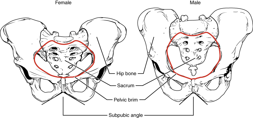 Diagram of female and male pelvic bones.