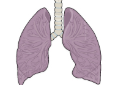 los pulmones.