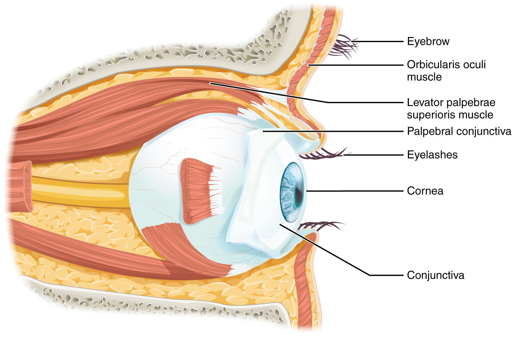 Este diagrama muestra la vista lateral del ojo. Las partes principales están etiquetadas. Etiquetas leídas (desde arriba): ceja ocular, músculo orbicular ocular, músculo elevador palpebrae superioris, conjuntiva palpebral, pestañas, córnea, cojuntiva.