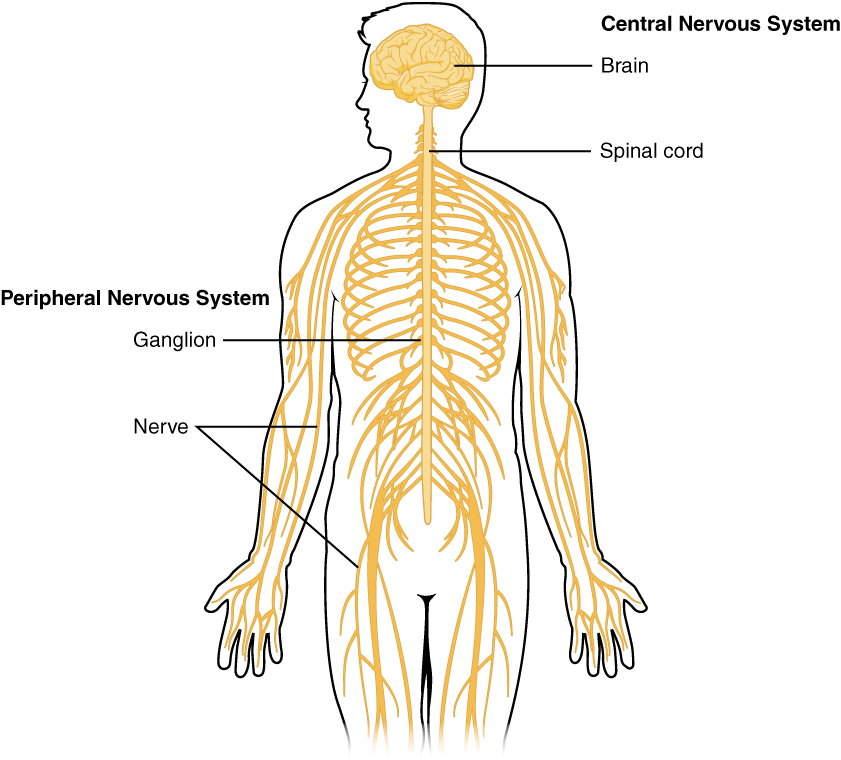 This diagram shows a silhouette of a human highlighting the nervous system. The central nervous system is composed of the brain and spinal cord. The brain is a large mass of ridged and striated tissue within the head. The spinal cord extends down from the brain and travels through the torso, ending in the pelvis. Pairs of enlarged nervous tissue, labeled ganglia, flank the spinal cord as it travels through the rib area. The ganglia are part of the peripheral nervous system, along with the many thread-like nerves that radiate from the spinal cord and ganglia through the arms, abdomen and legs