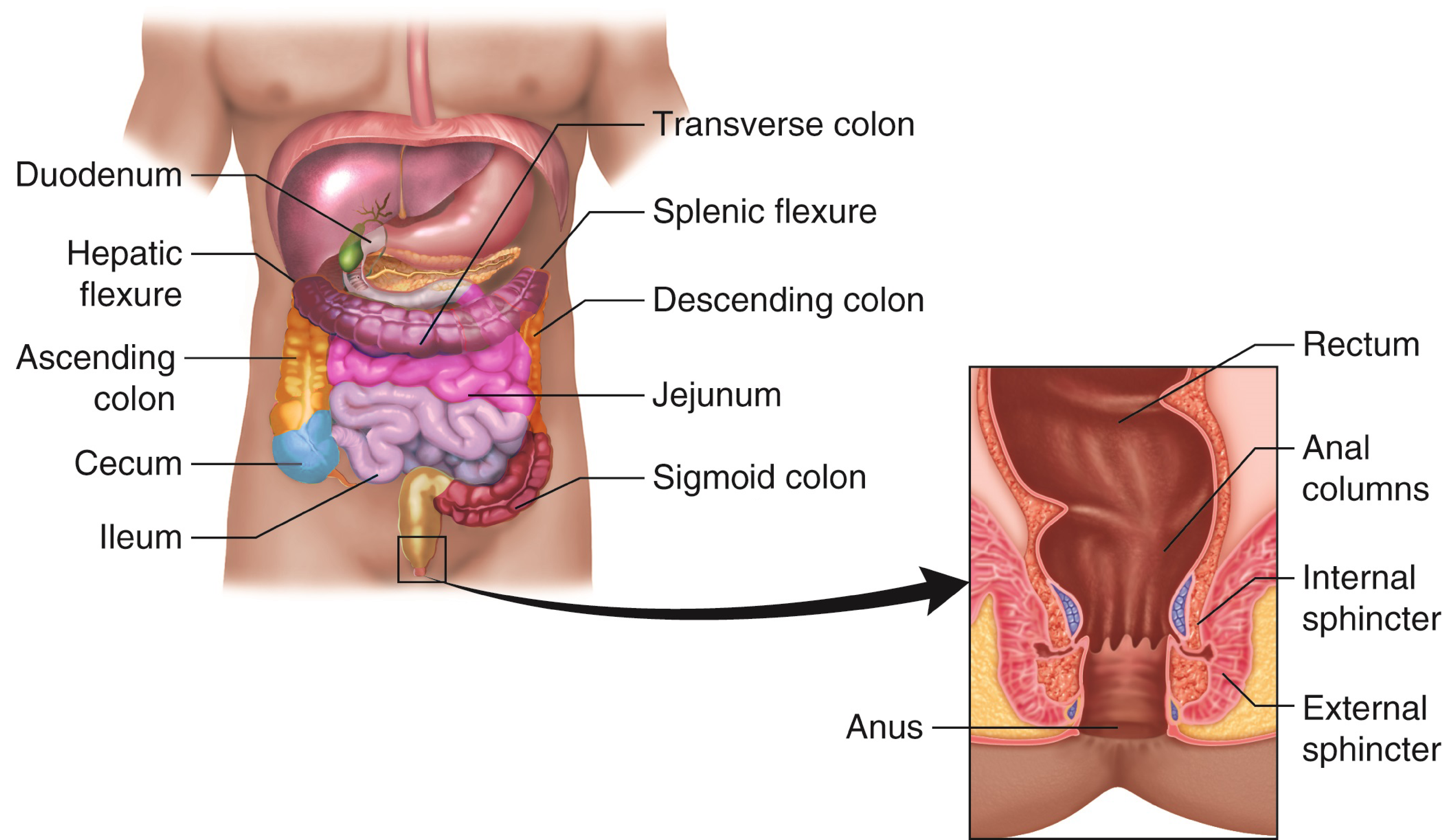 Large intestine and organs