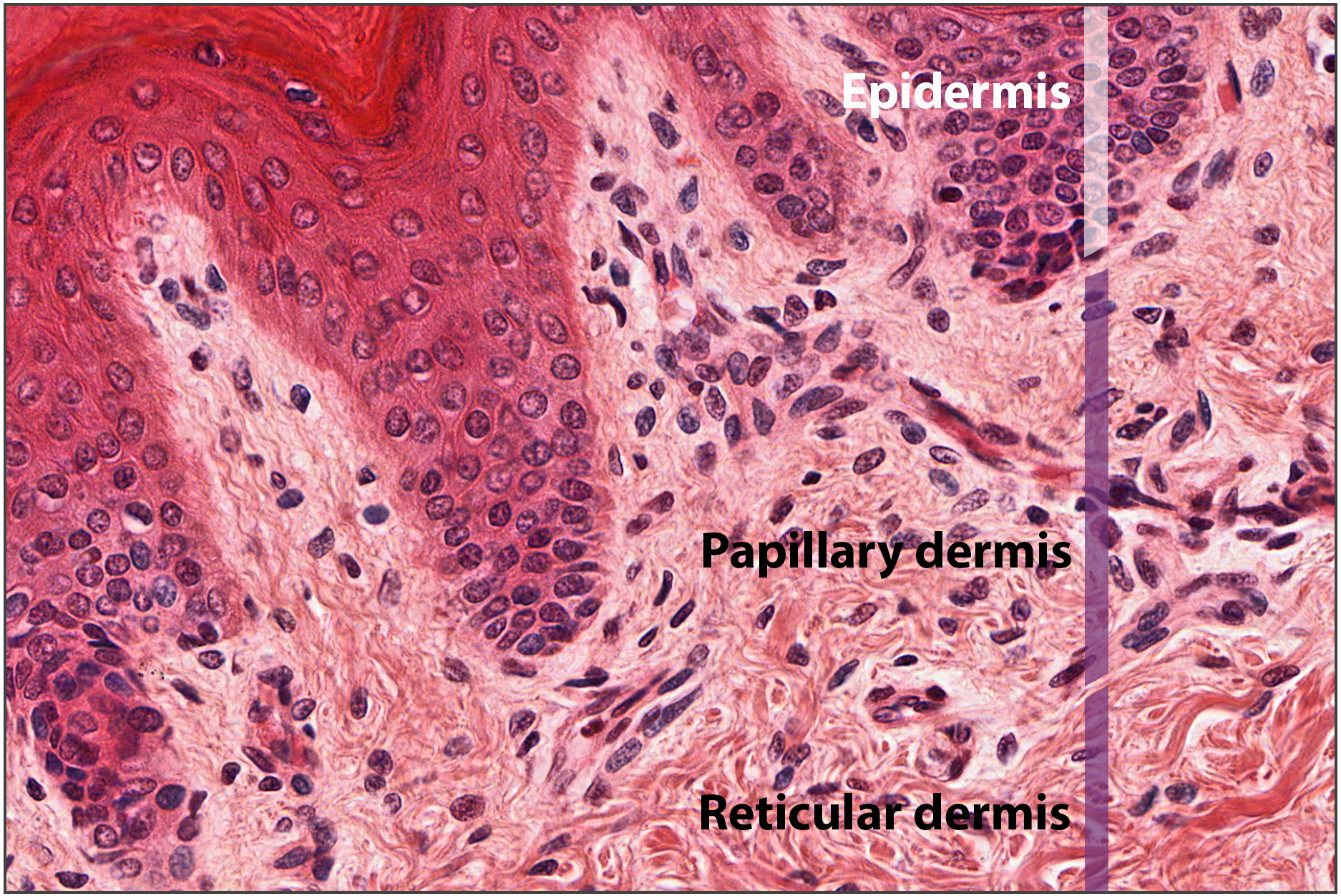 Sublayers of the dermis @1000x.png