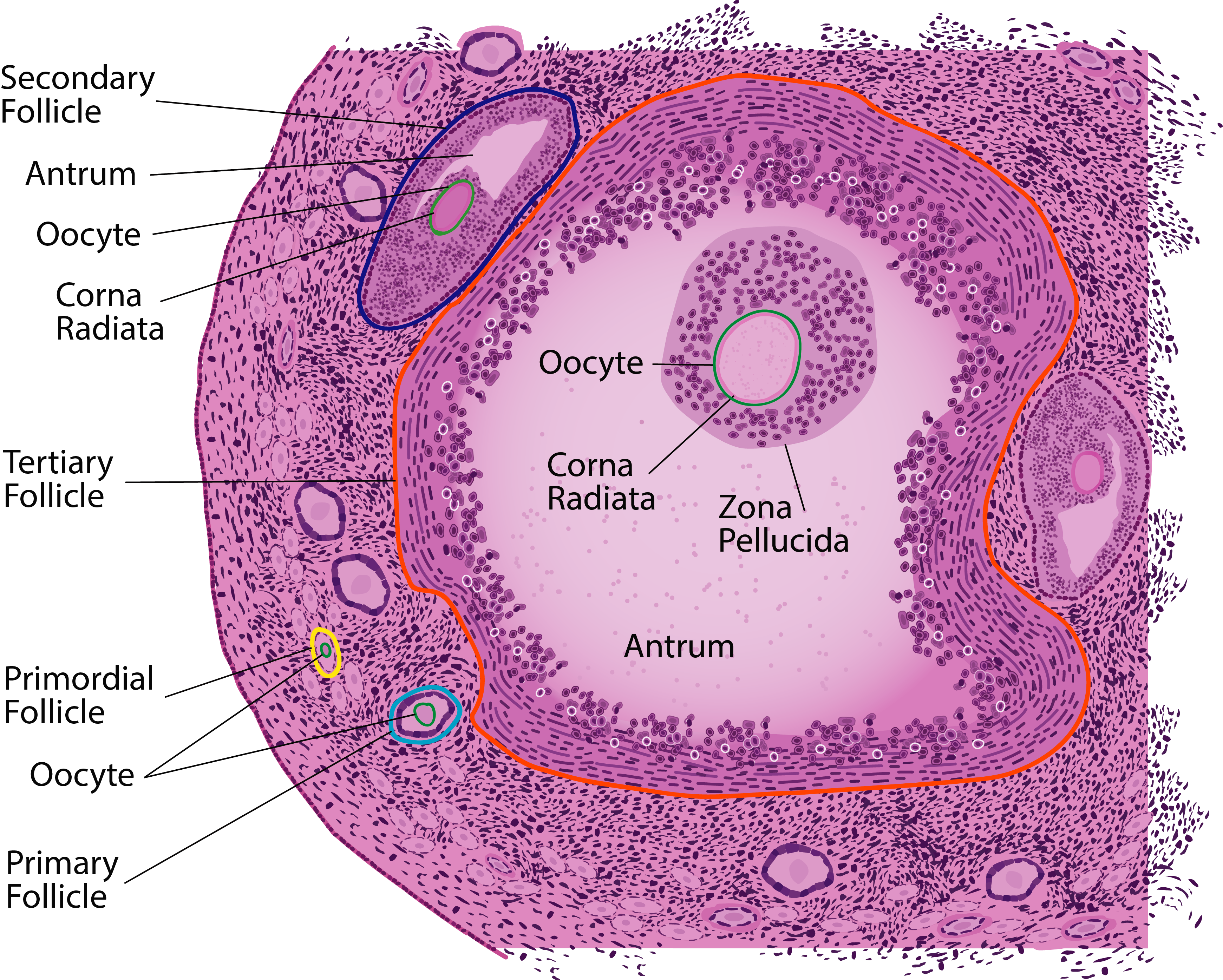Ovary Histology Labeled ovary-histology-labeled