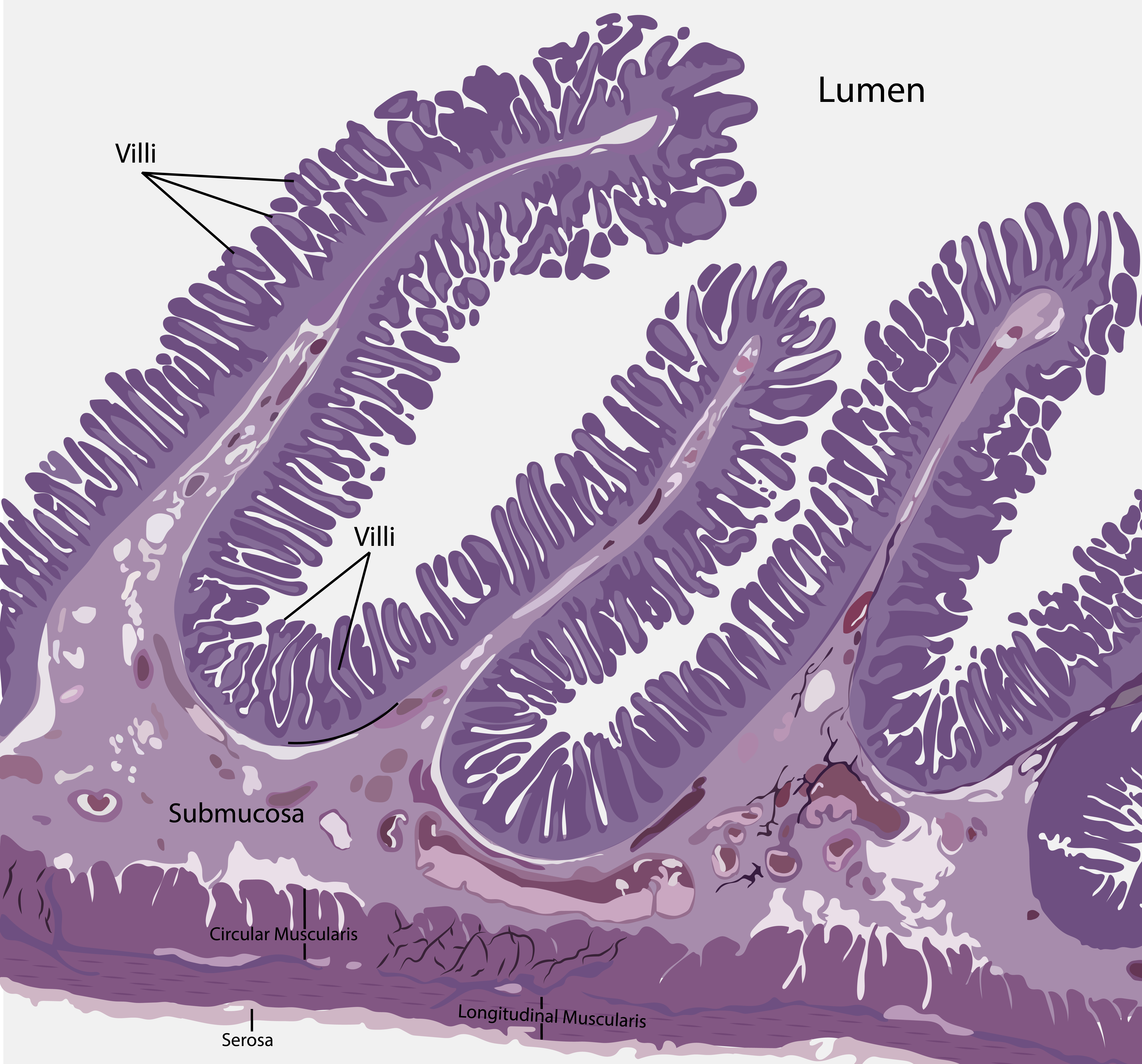 Small intestine drawing at 40 times magnification