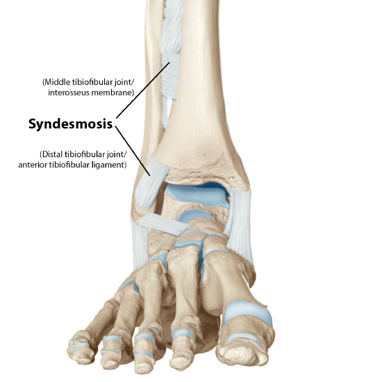 Syndesmosis Joints of the Leg.png