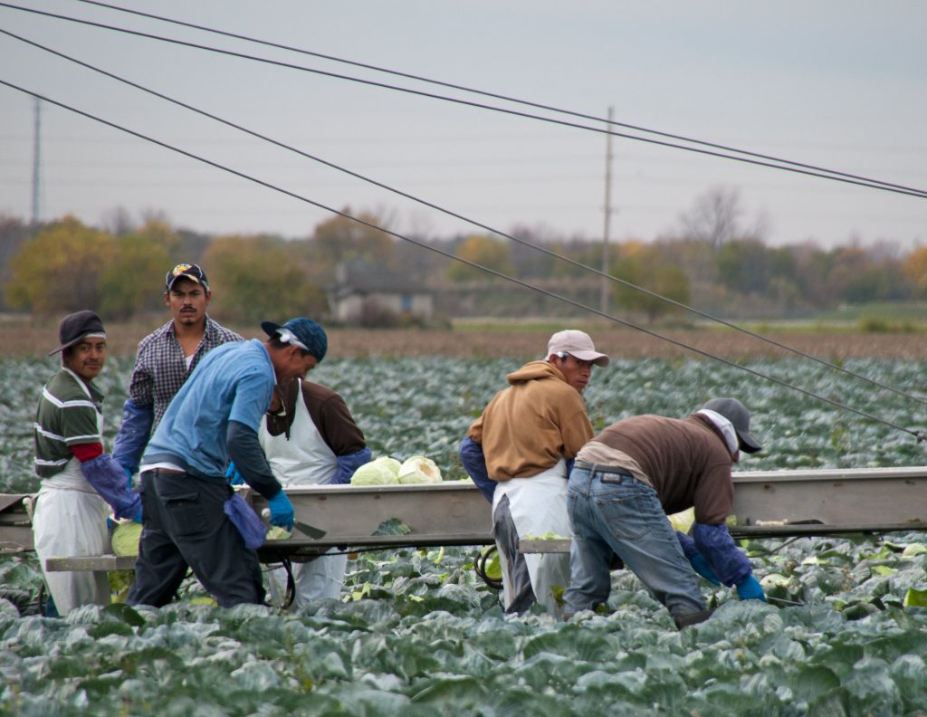 Photo showing Migrant Workers Harvesting Cabbage