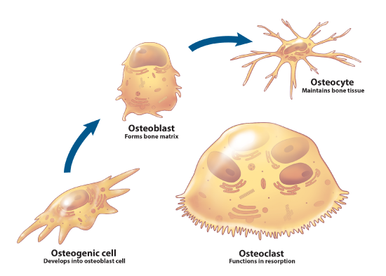 Bone Cells - osteogenic_osteoblast_osteocyte_osteoclast.png