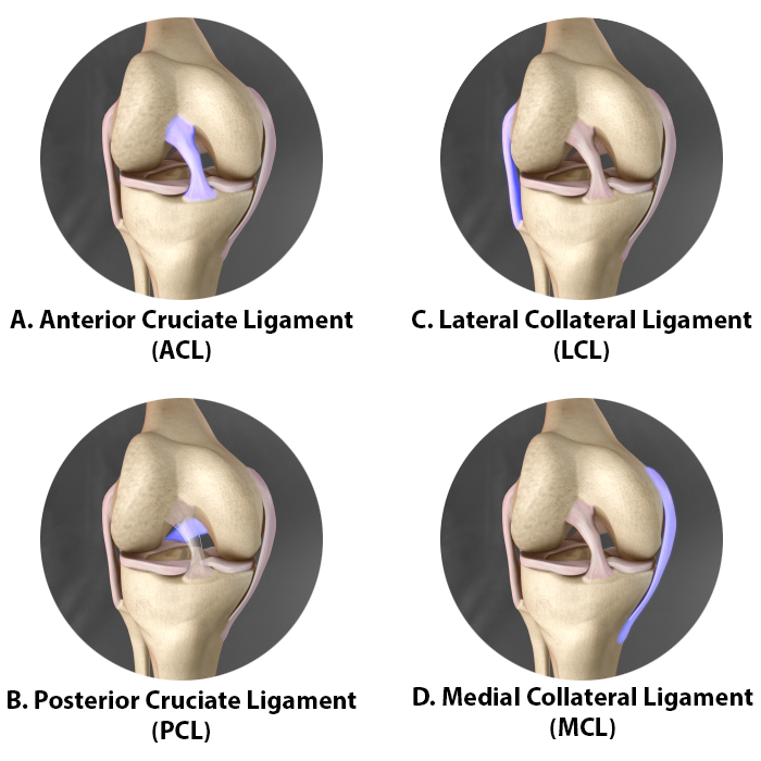 Knee_Ligaments.png