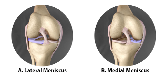 Medial and Lateral_Menisci_Right_Knee.png