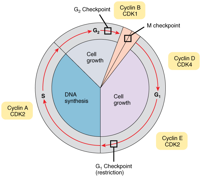 0332_Cell_Cycle_With_Cyclins_and_Checkpoints.jpg