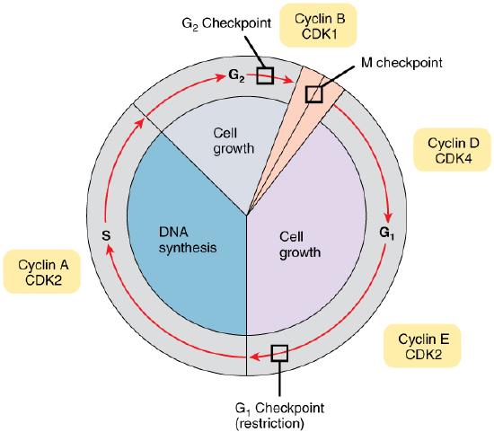 The cell cycle with check points