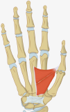 Muscle - Adductor Pollicis.png