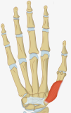 Muscle - Opponens Pollicis.png