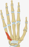 Muscle - Opponens Digiti Minimi.png