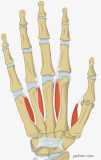 Muscles - Palmar Interossei.png