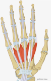 Muscles - lumbricals.png