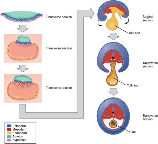 folding of the embryo