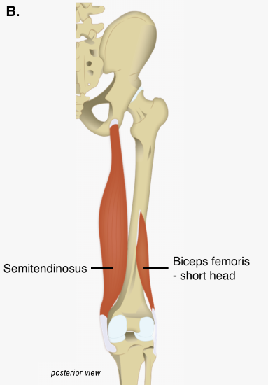 Muscles - Posterior Thigh Deep.png