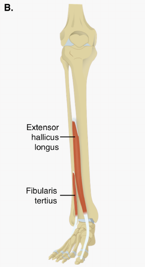 Muscles - Anterior Leg Deep.png
