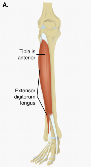 Muscles - Anterior Leg Superficial.png