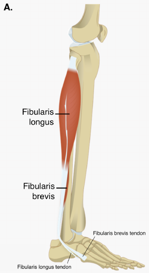 Muscles - Lateral Leg.png