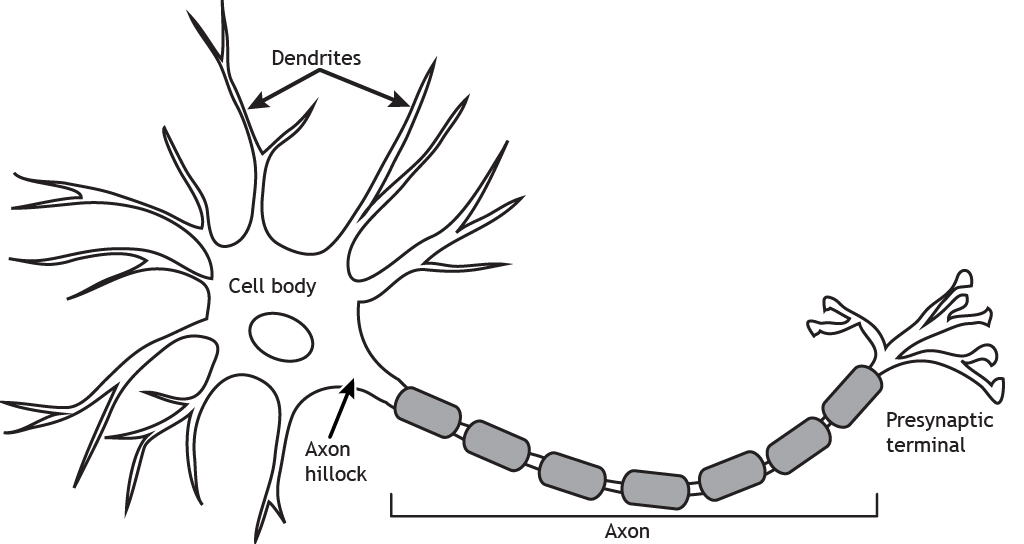 Estructuras de la neurona. Detalles encontrados en subtitulado.